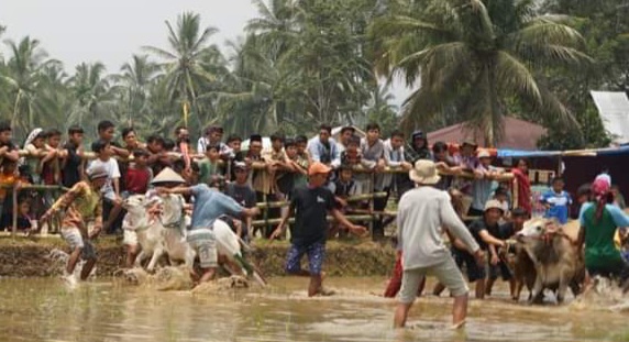 Bupati Tanah Datar Buka Alek Pacu Jawi Di Galo Gandang Nagari Tigo Koto