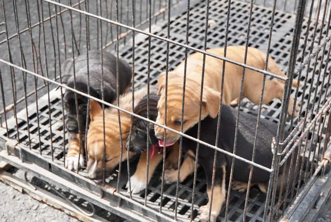 Resahkan Warga, Tim Puskeswan Kota Padang Panjang Berhasil Tangkap Anjing Liar