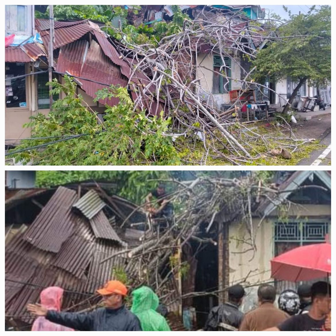 Satu Rumah Di Kelurahan Batang Arau Padang Selatan Ambruk Ditimpa Pohon Tumbang