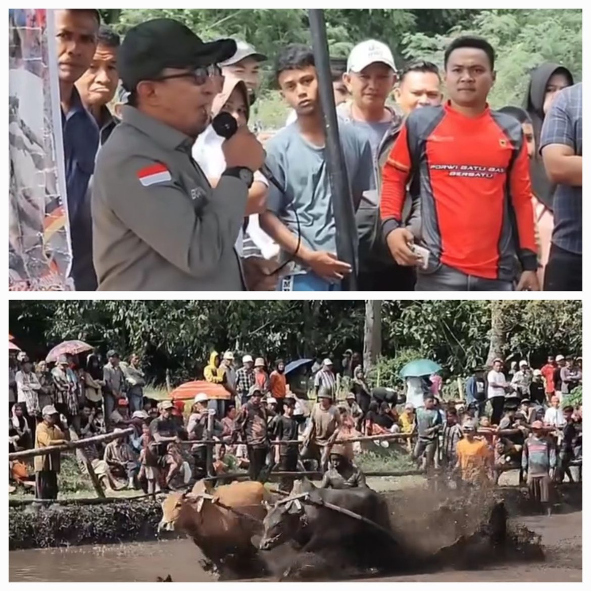 Alek Pacu Jawi Di Jorong Tabek, Nagari Tabek Pariangan Berlangsung Meriah, Ini Pesan Bupati Tanah Datar