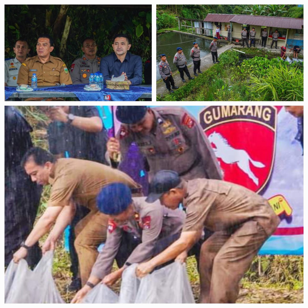 Inovasi Satbrimob Polda Sumbar, 10 Ribu Bibit Ikan Dilepas Di Kolam Silaing Bawah Padang Panjang