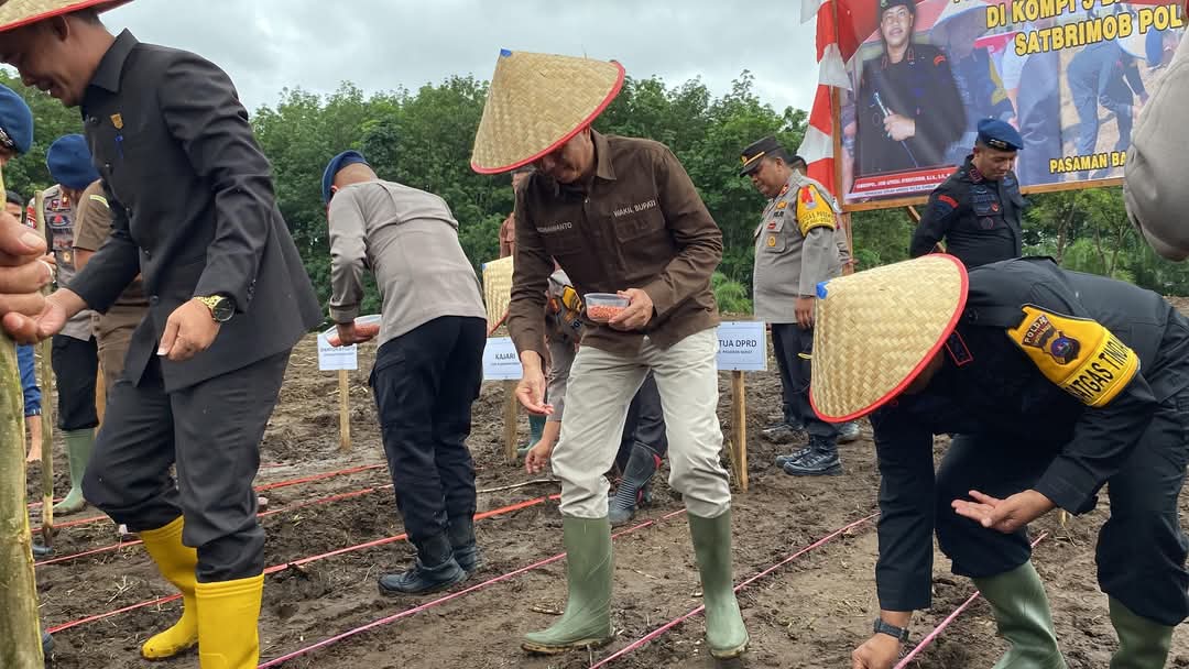 Sat Brimob Polda Sumbar Bersama Pemda Pasbar Tanam Bibit Jagung Seluas 2 Ha