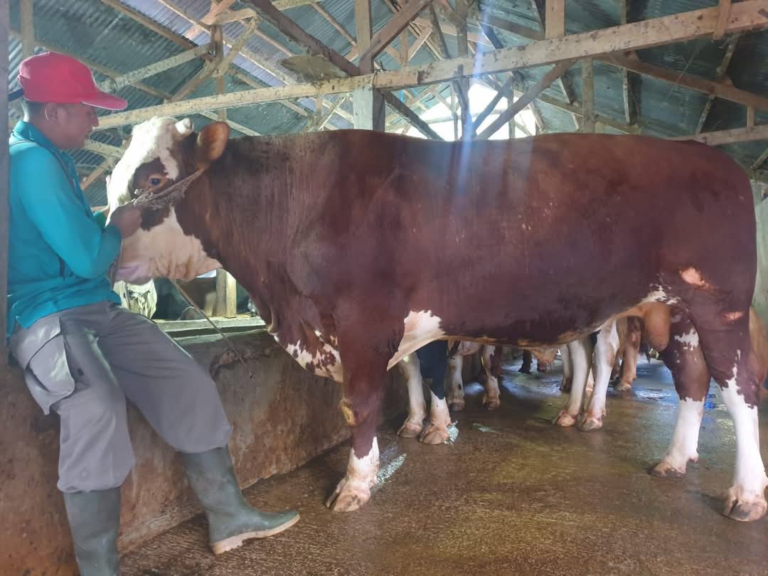 Sapi Milik Eko Setiawan Anggota Polres Padang Panjang Jadi Hewan Kurban Presiden Prabowo
