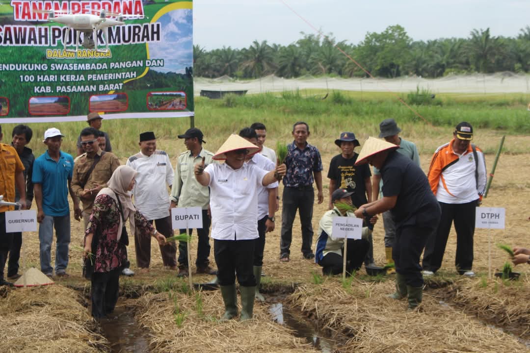 Bupati Pasaman Barat  Luncurkan Program Swasembada Pangan Di Lahan Pertanian Kelompok Tani Tirto Sari, Nagari Mahakarya, Kecamatan Luhak Nan Duo