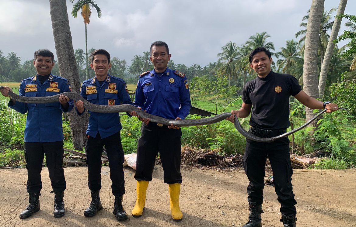 Warga Heboh! Ular King Cobra 3,5 Meter Dievakuasi dari Pemukiman di Pagaruyung