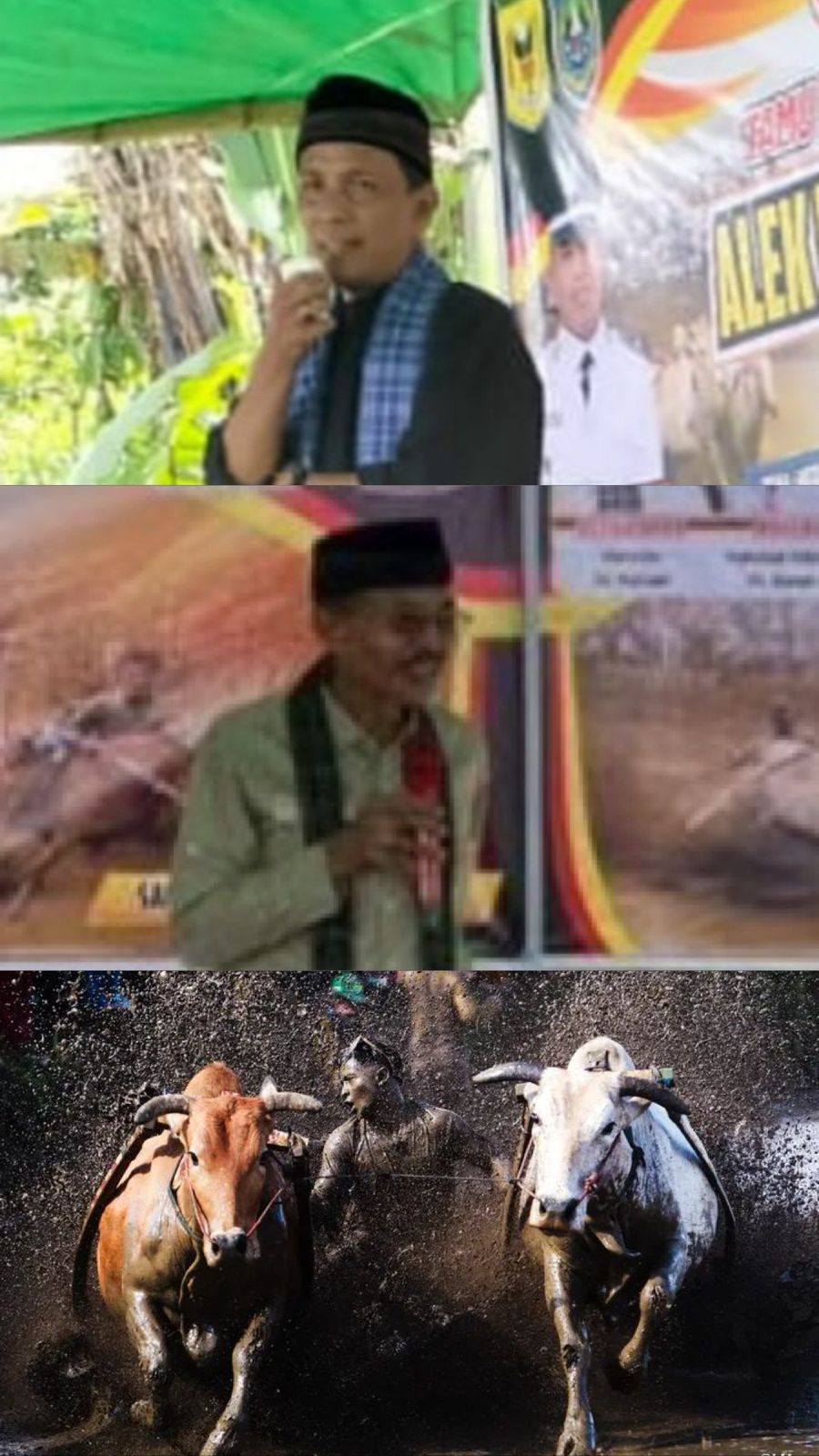 Tradisi Alek Pacu Jawi Padang Laweh Kecamatan Sungai Tarab  Semarak, Jadi Daya Tarik Wisata Mancanegara