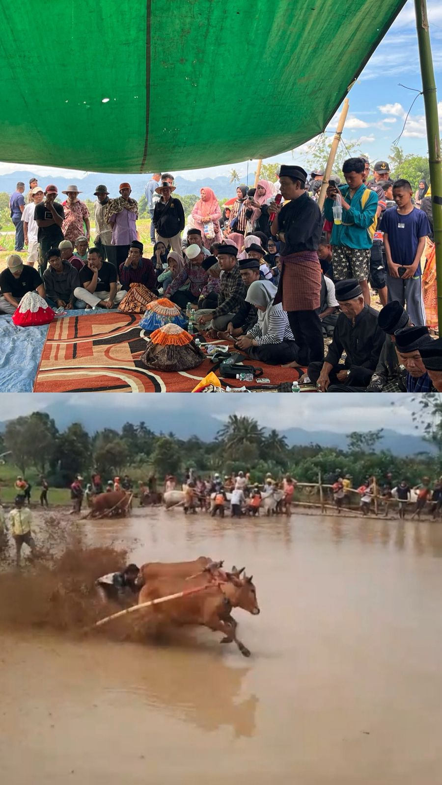 Magnet Wisata Budaya Tanah Datar, Alek Pacu Jawi Padang Laweh Kecamatan Sungai Tarab Ditutup dengan Pidato Adat
