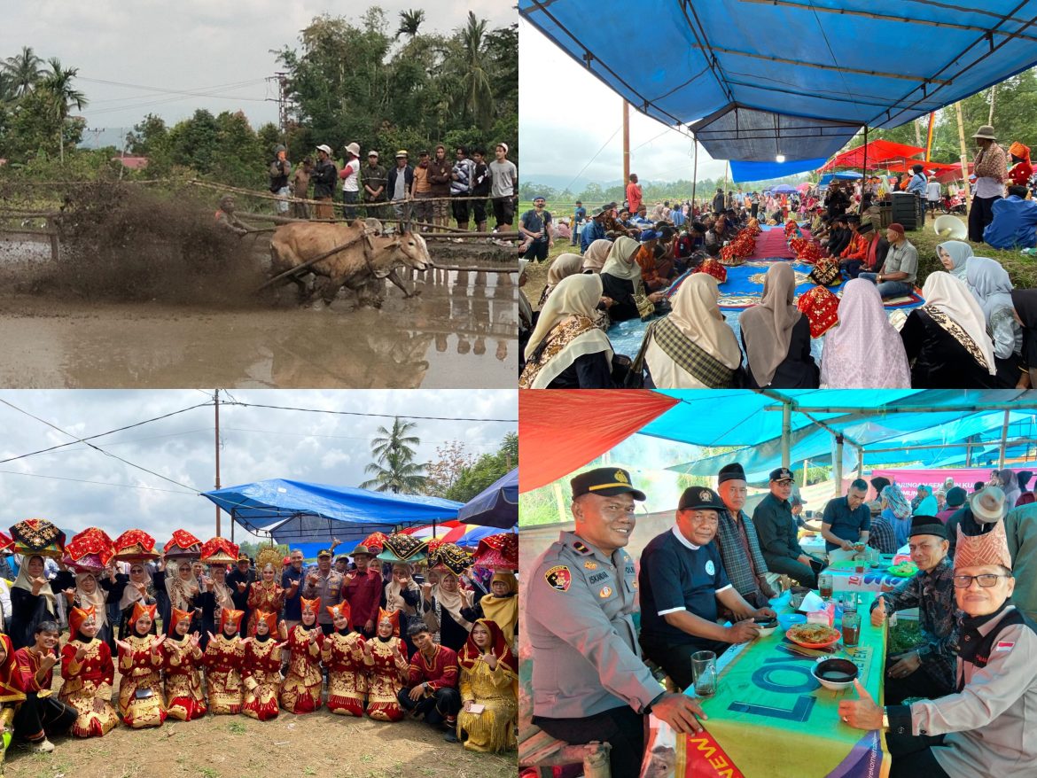 Ribuan Warga Padati Penutupan Alek Pacu Jawi Sawah Sumua Simabur, Sekitar 500 Ekor Jawi Ikut Berpacu